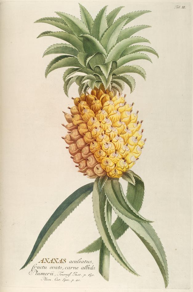 18th century color illustration of pineapple with leaves. 