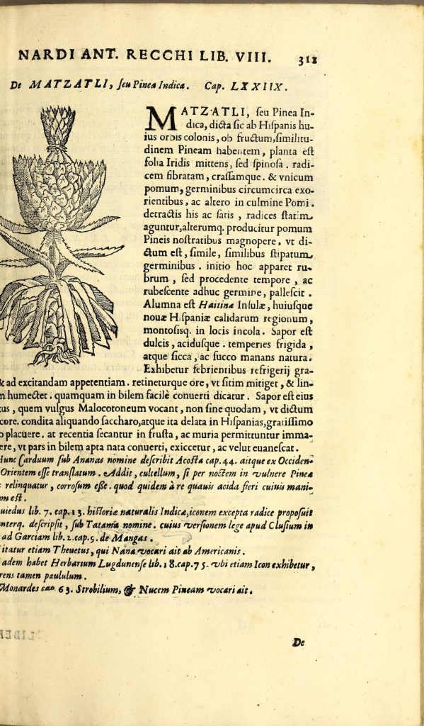 17th century natural history text with black and white wood cut illustration of pineapple in top left. 